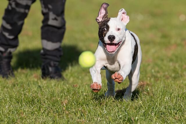 american bulldog valp