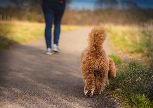 cavapoo hund valp i Sverige