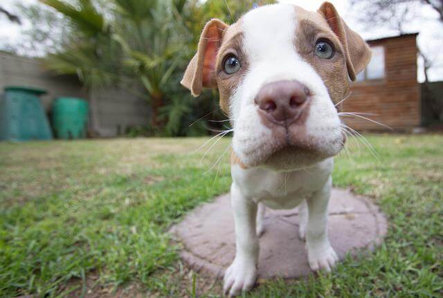 amerikansk pitbull valp hund i Sverige